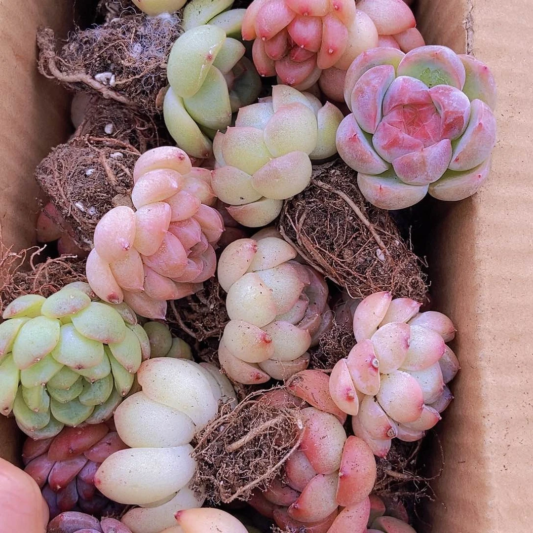 00000000000001量拍保底20颗