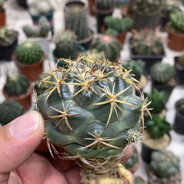 实生天丝象牙特价2