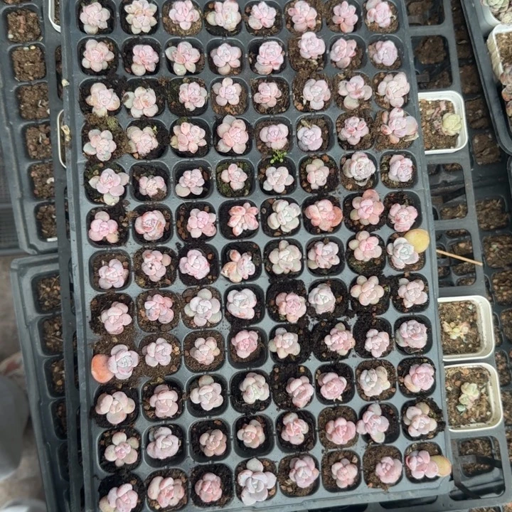 肉***肉嘟嘟专拍奶茶128颗