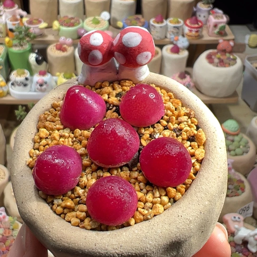 多肉植物169号灯泡