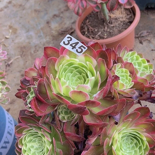 不***路多肉植物一个缺枝