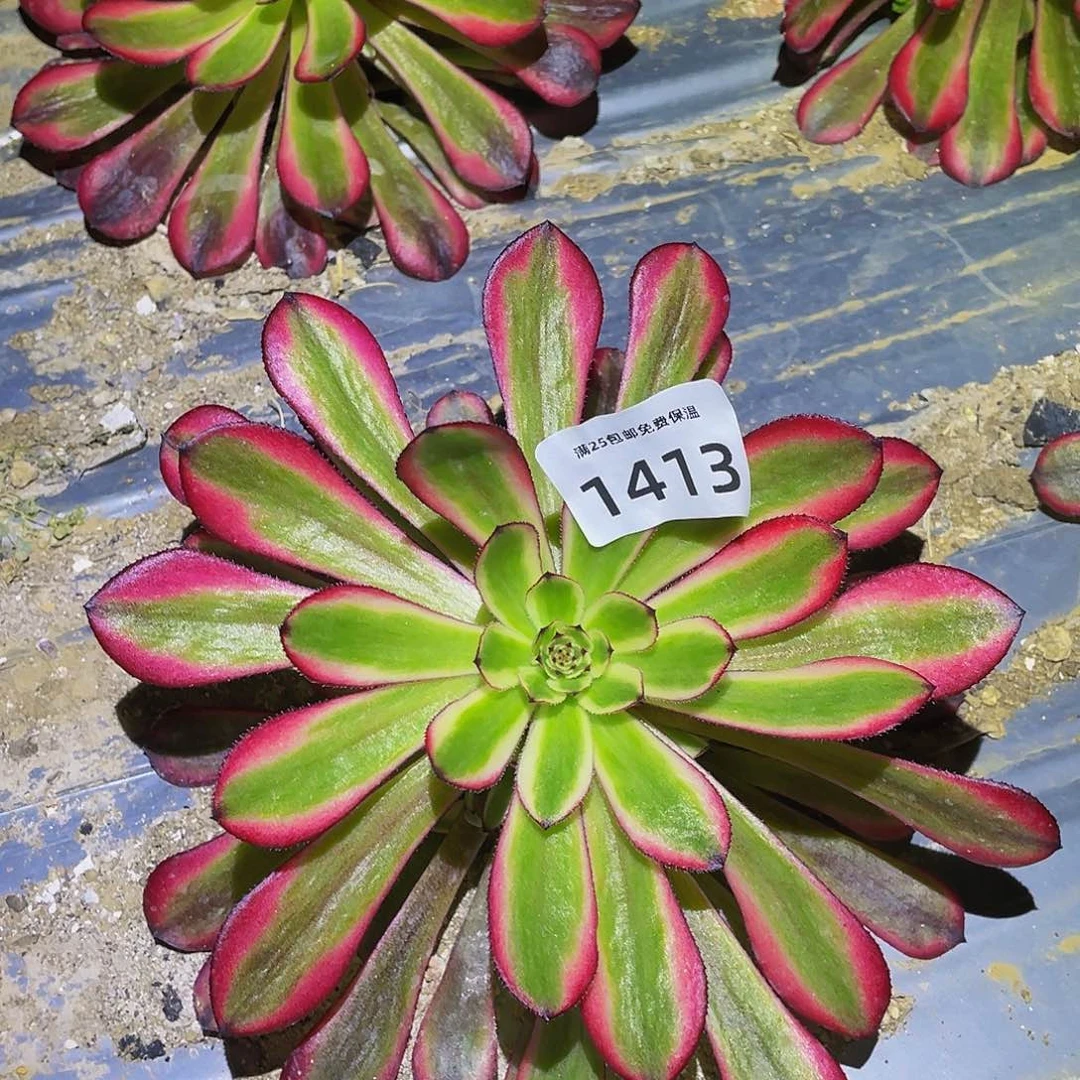 1413女儿红多肉植物