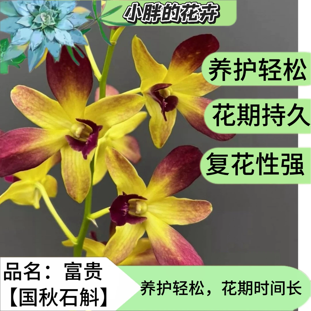 【小胖】富贵-秋石斛兰石斛兰盆栽