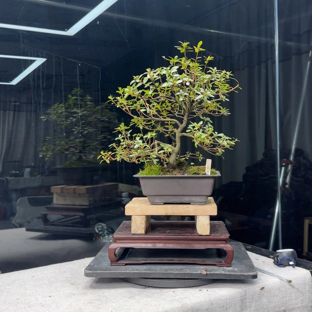 普*人花卉苗木3076