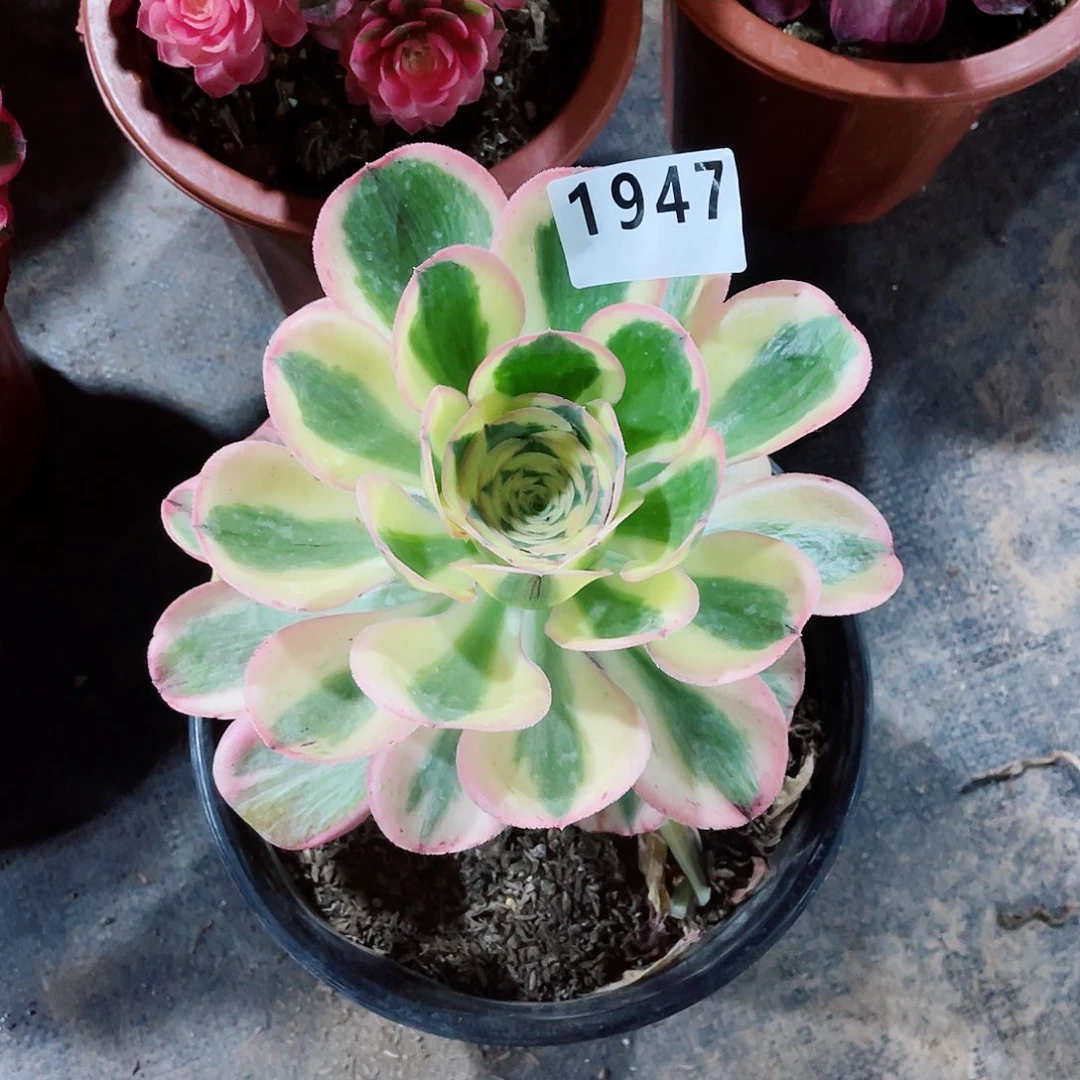 一****狗燕子紧1947福利