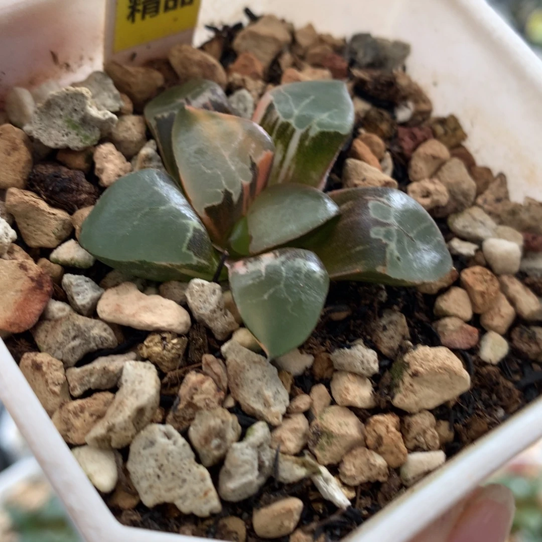 以实际为准182火凤凰十二卷