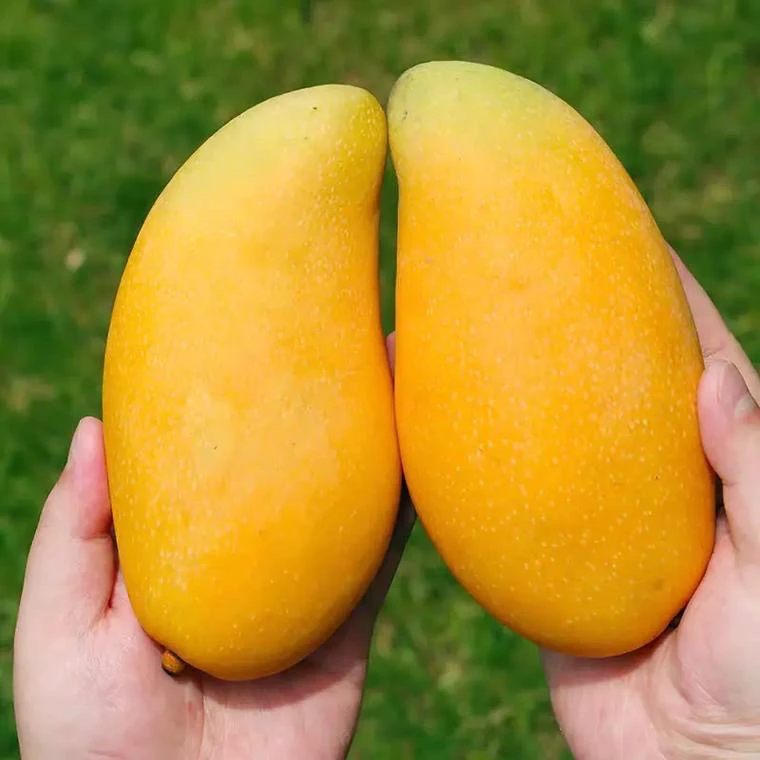 海南三亚金煌芒自己在家吃的无礼盒装