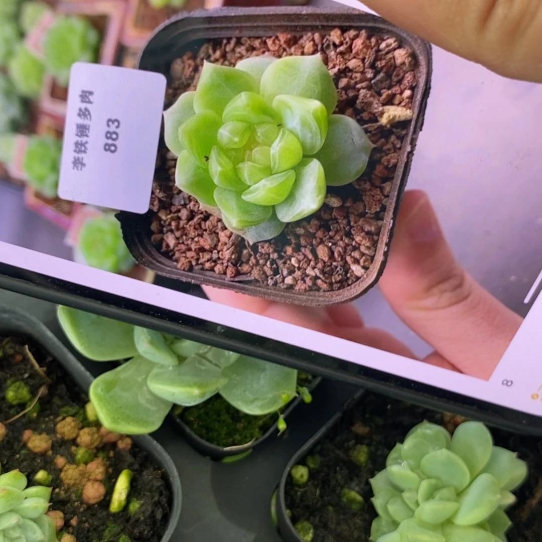 纯叶片甜心883一片多肉叶子