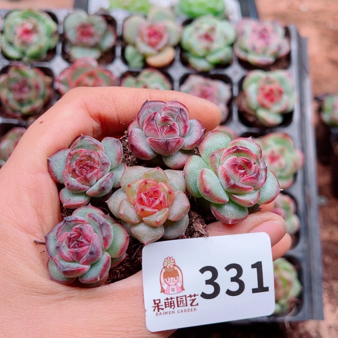 多肉植物多肉植物