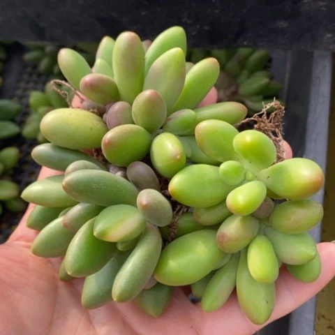 无花朵椰***?1512号一物一拍芒果