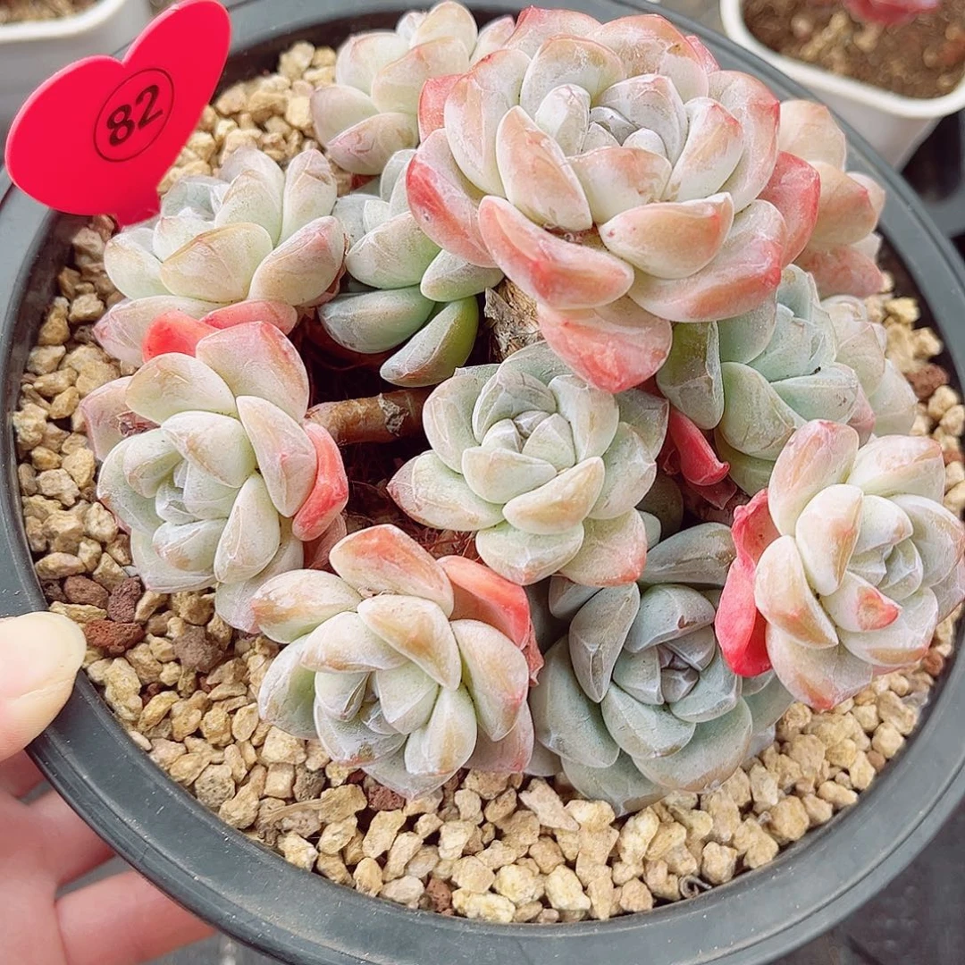 82号大老桩冰玉群14头整桩无砍