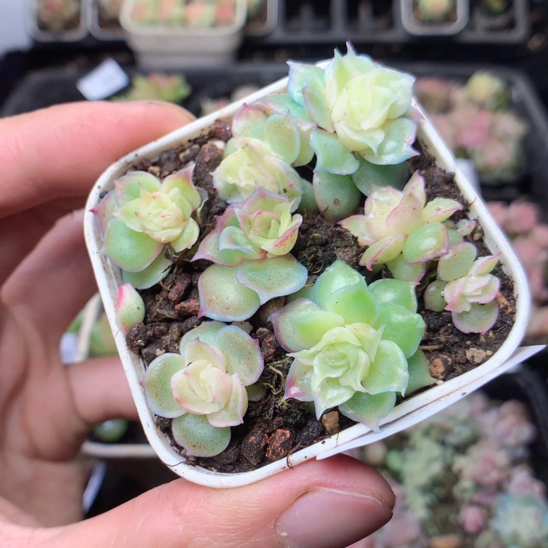 无花朵S137。 虾饺yyyyy