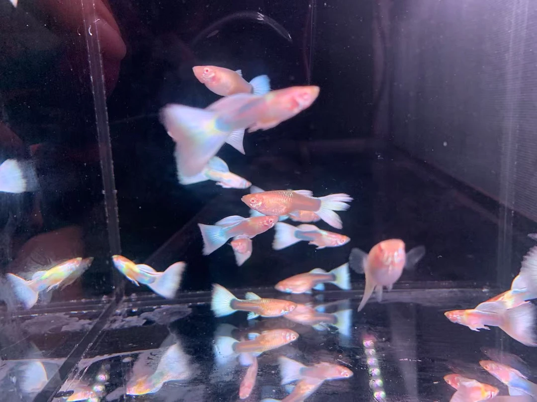 大天空蓝 孔雀鱼好养耐活颜值高