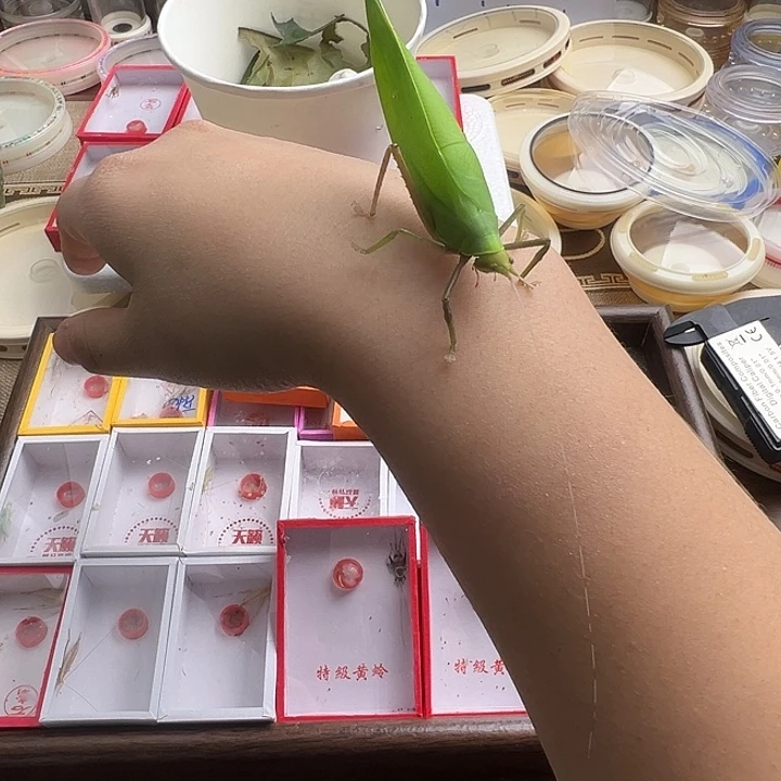 海南素背一只……………