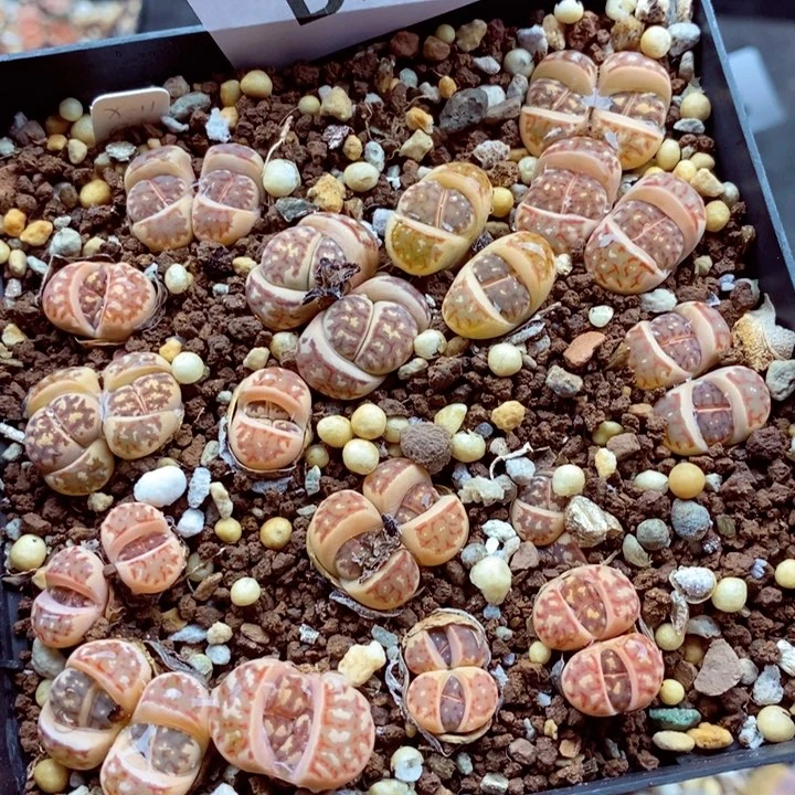 我是一只小小鸟地域鬼的222