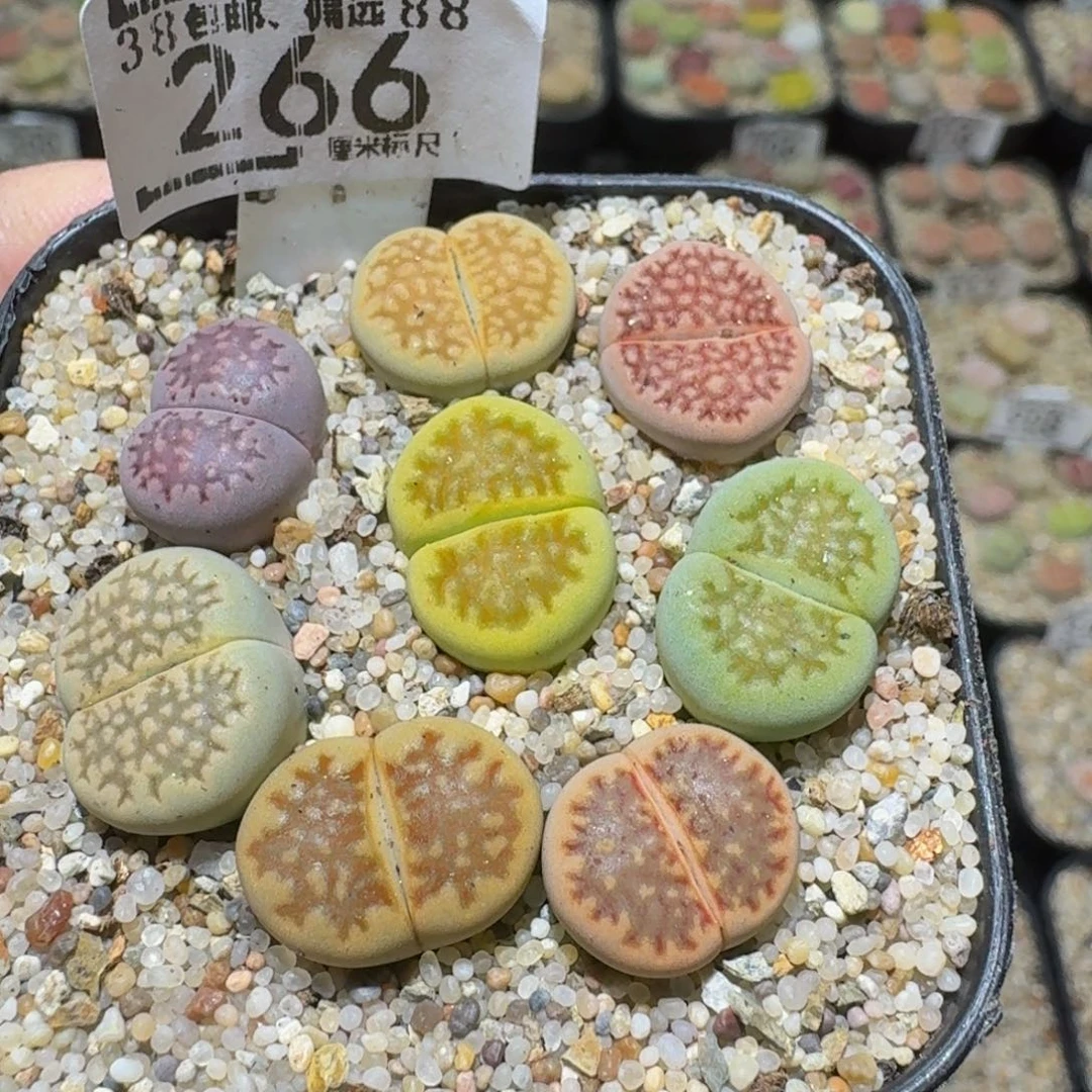 Ssss精品生石花266