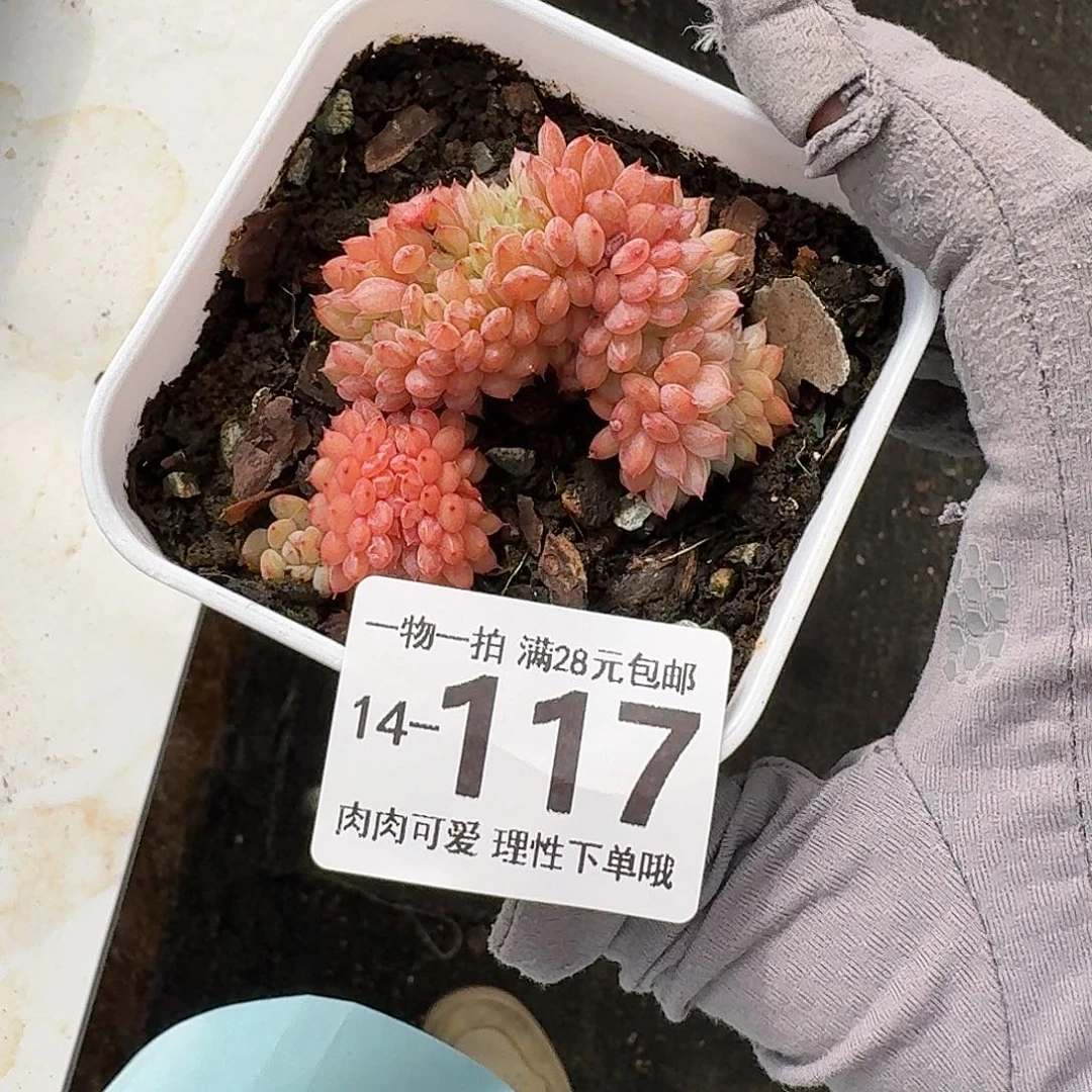 白胖子缀化无盆土发货无盆