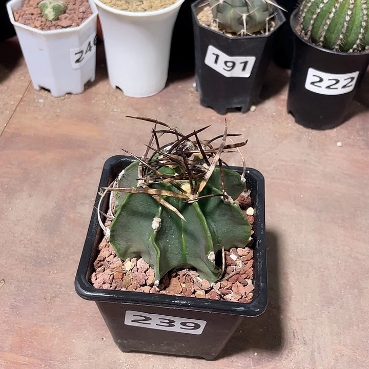 239实生水牛角瑞瑞玉