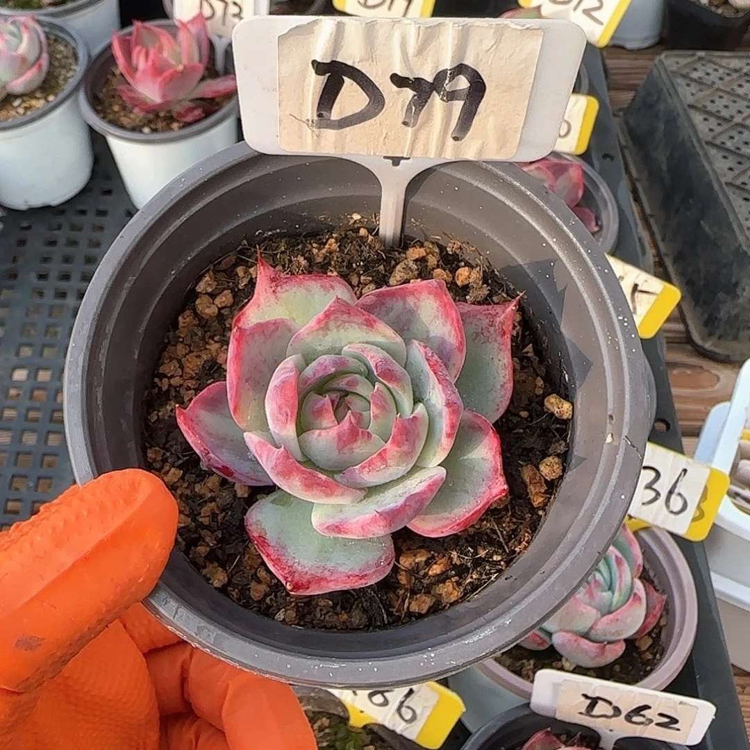 熊***毛D79惊鸿单头多肉