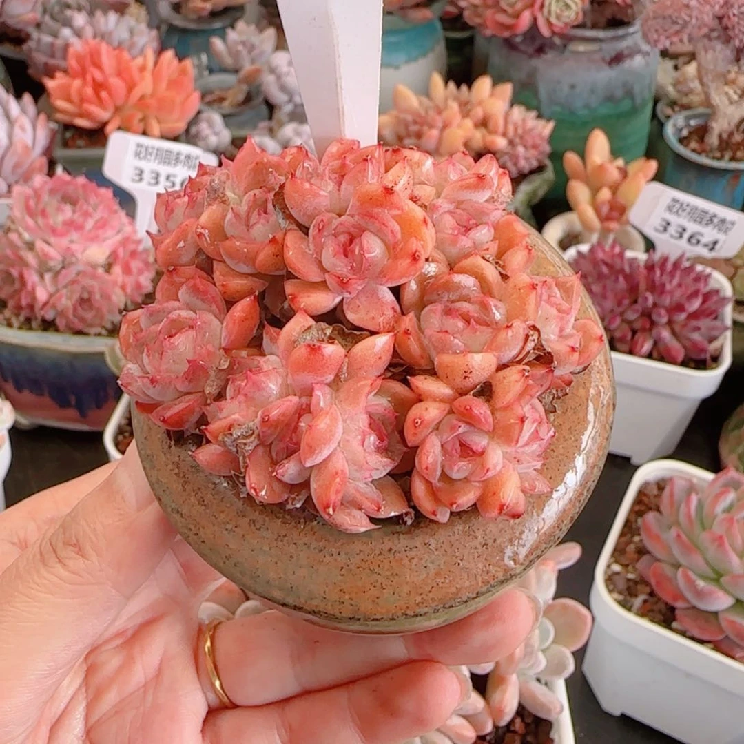 小***搭多肉植物3366.带盆