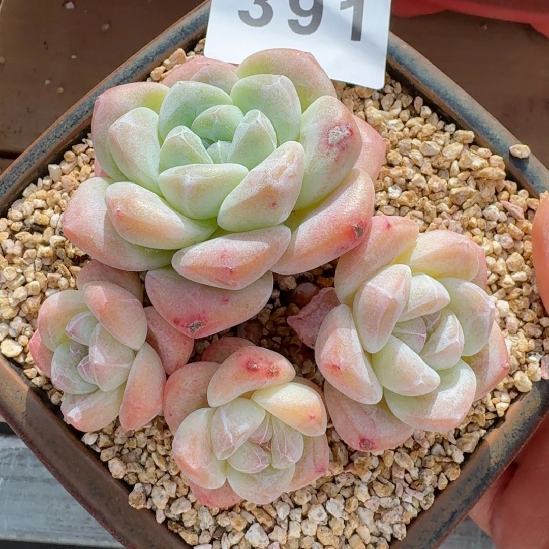 老桩冰玉          摇身一变高富帅，一夜暴富动作快