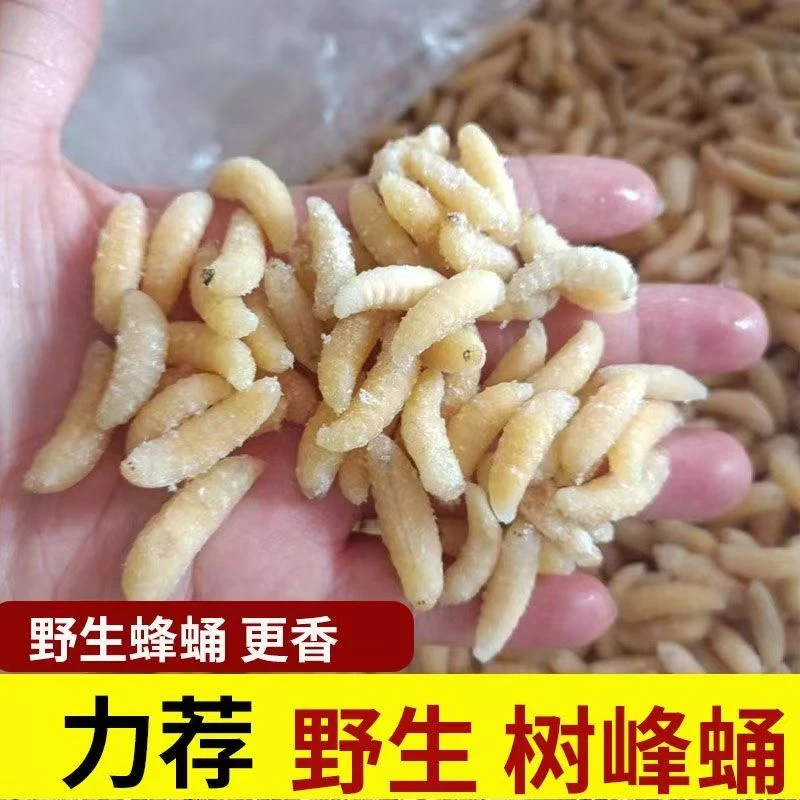 一级二极树蜂蛹野生马蜂生鲜昆虫