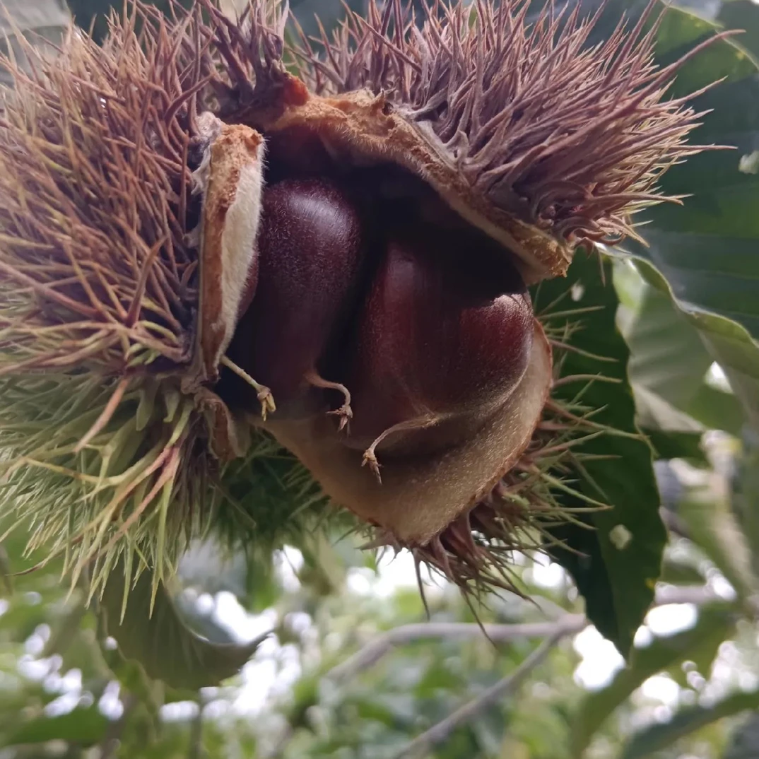 郯城老树新鲜板栗口感甜糯当季新货头茬大果