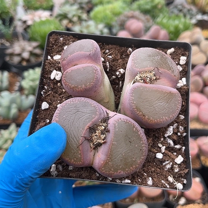 523 净窗老母本 脱土 卡8.7