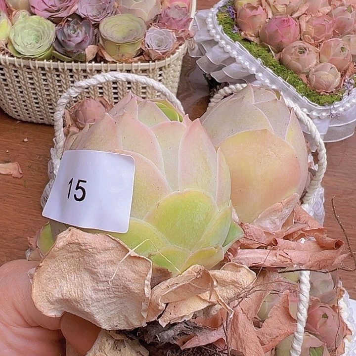 m****i山地玫瑰多肉植物15
