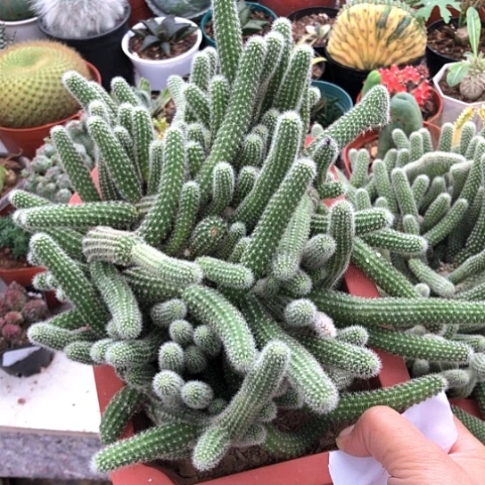 浅****无花朵白檀毛毛虫仙人指