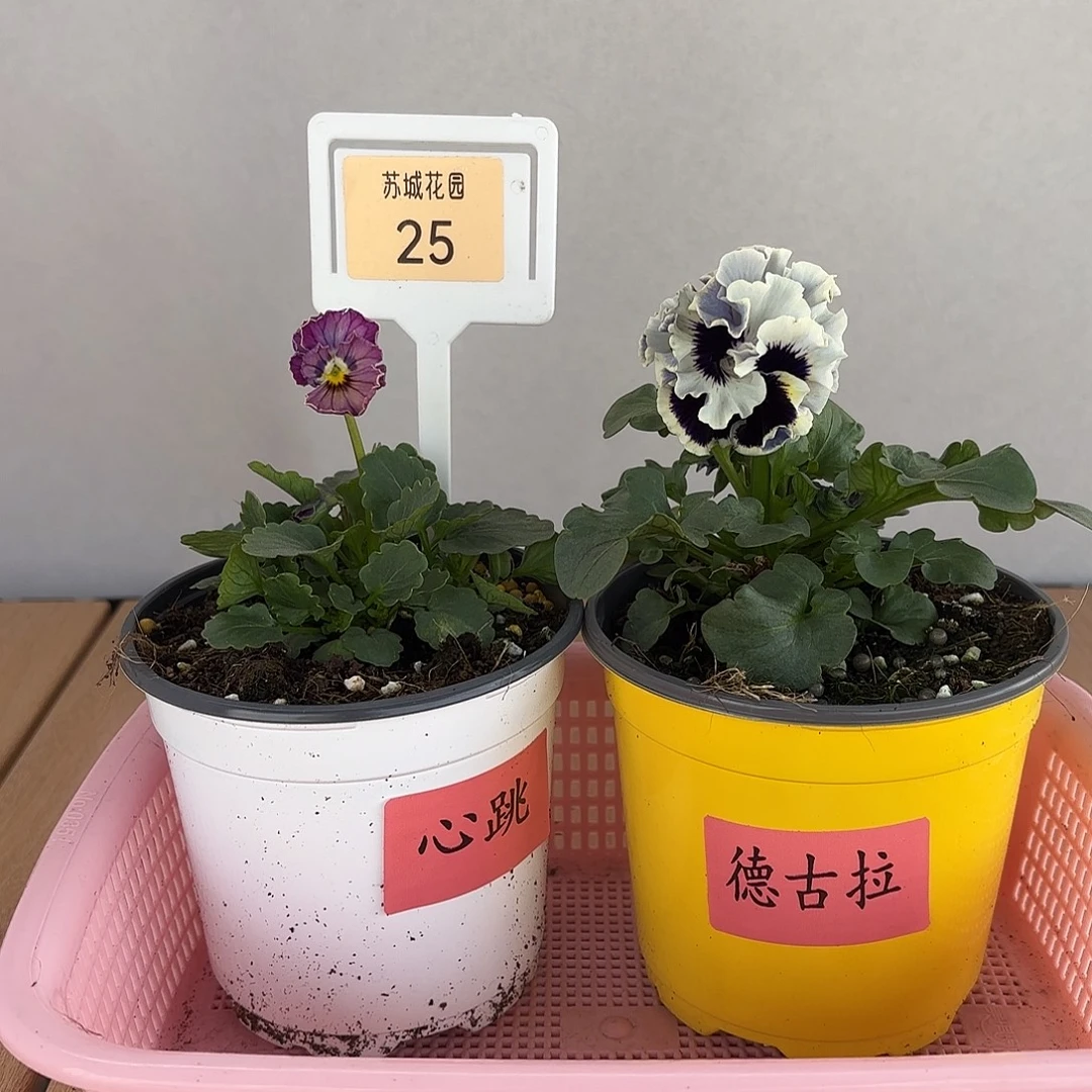 大部分开放少量花苞25