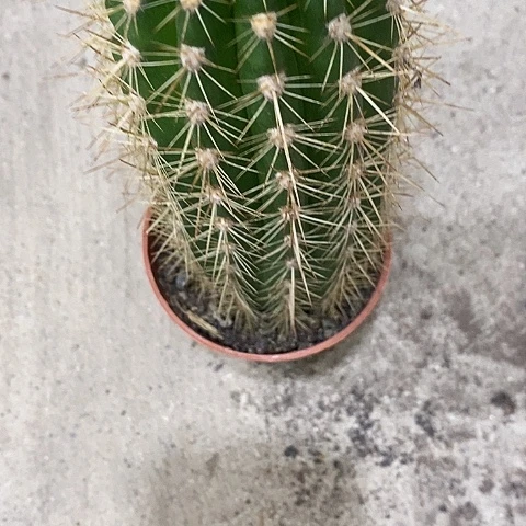 杂毛花，263689990