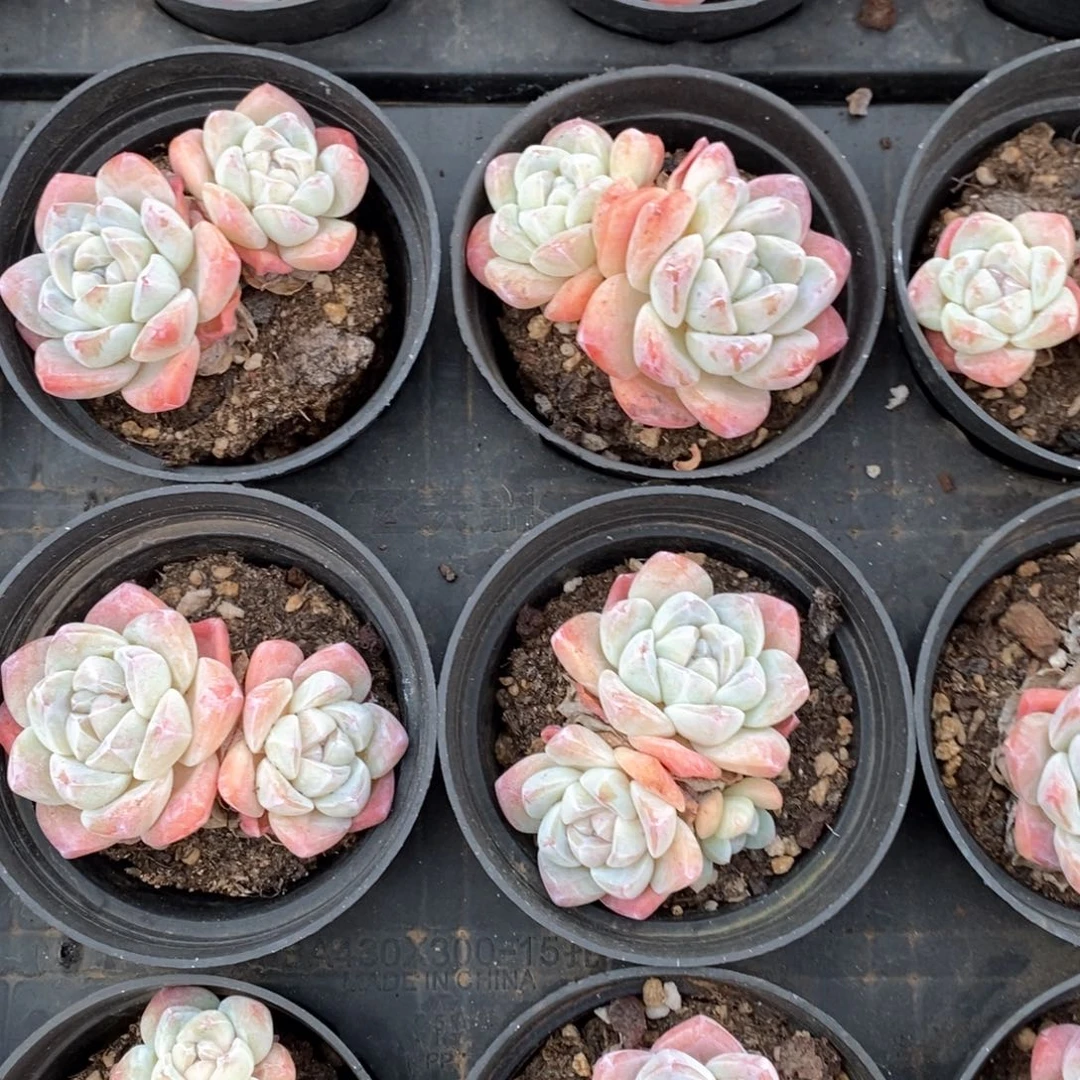 05冰玉双头 福利多多