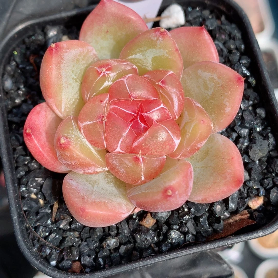 58包邮  群生不包整84