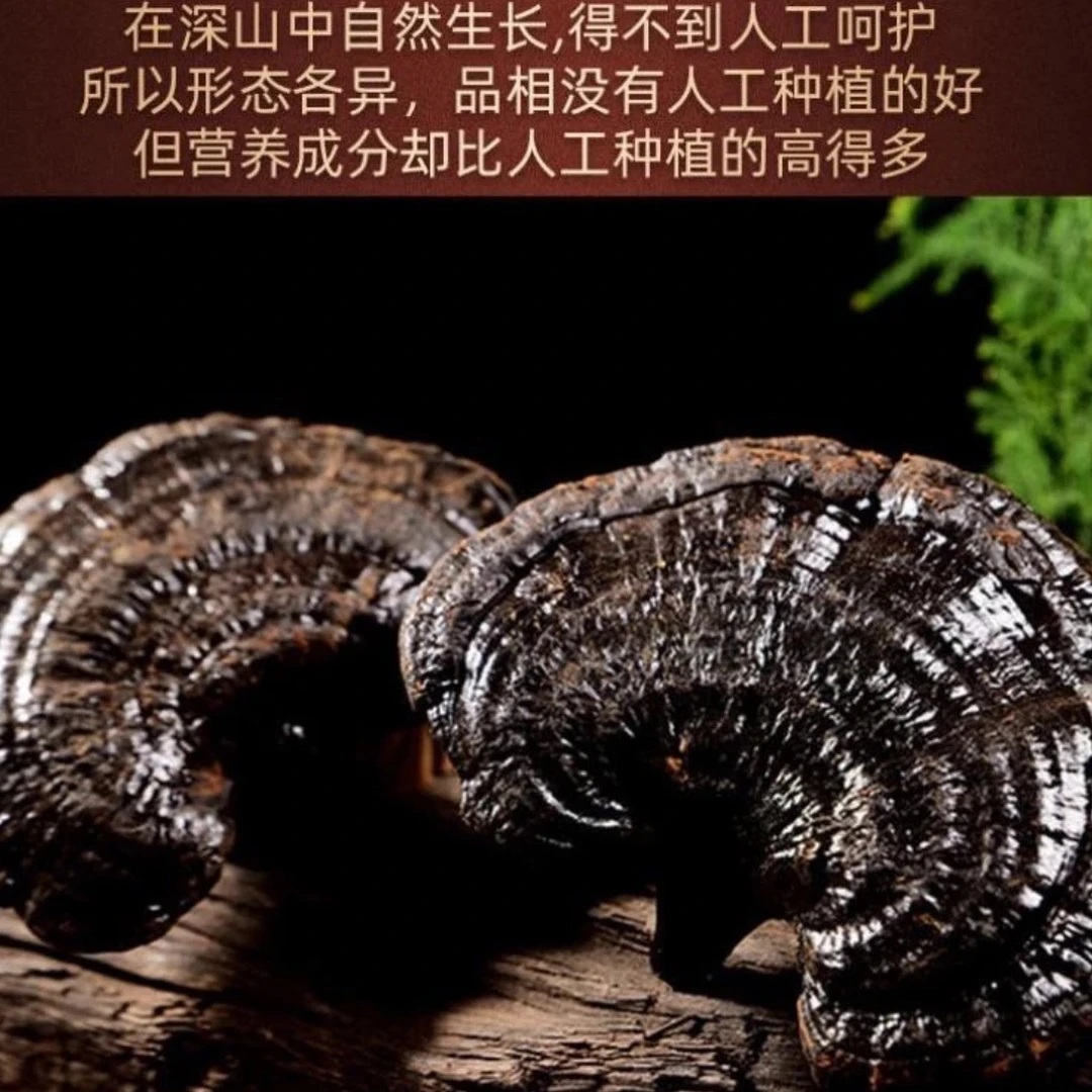 深山好货 源自农家-黑灵芝