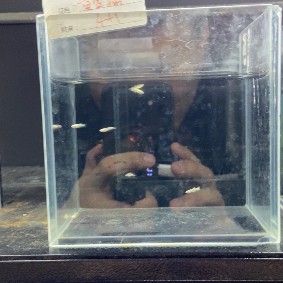 斗鱼包活不包损所见即所得073