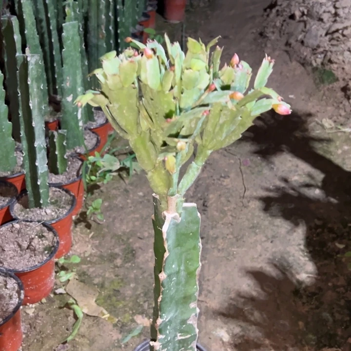 磕***虫当前无花栽培后可以开花颠簸粉红色56