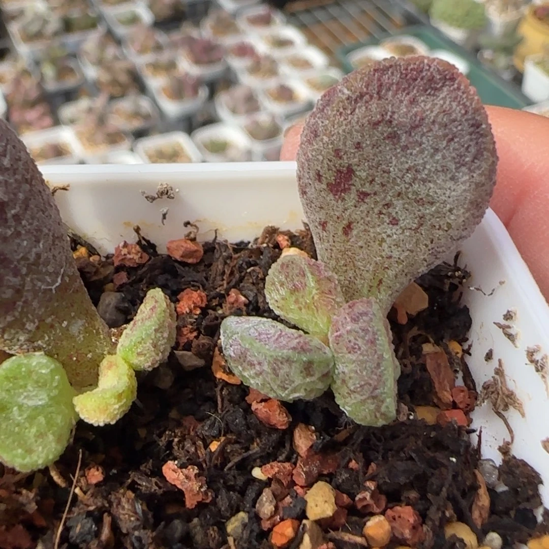 曹***淋孔雀翎多肉植物水泡