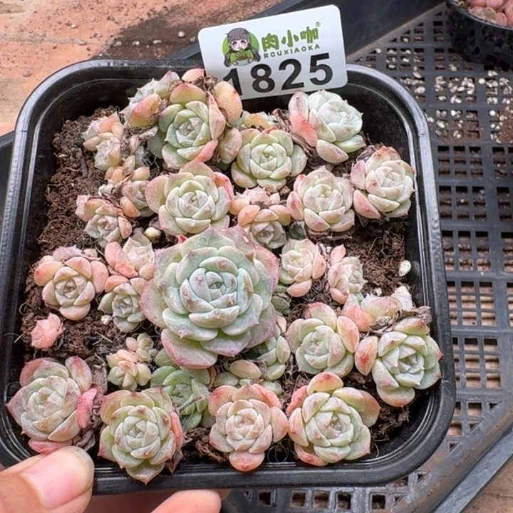 多肉植物多肉植物