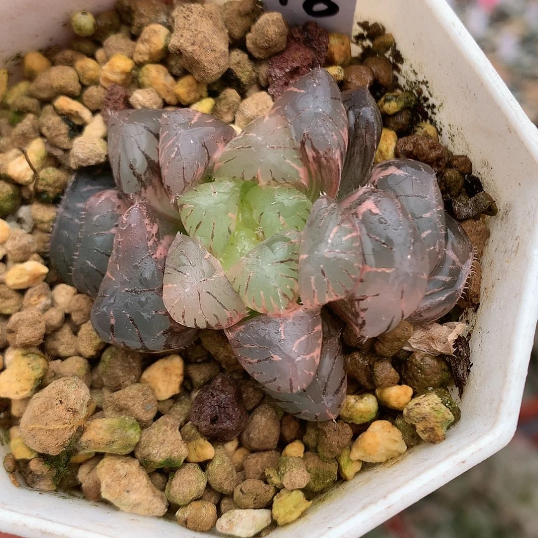 18号紫罗兰玉露锦