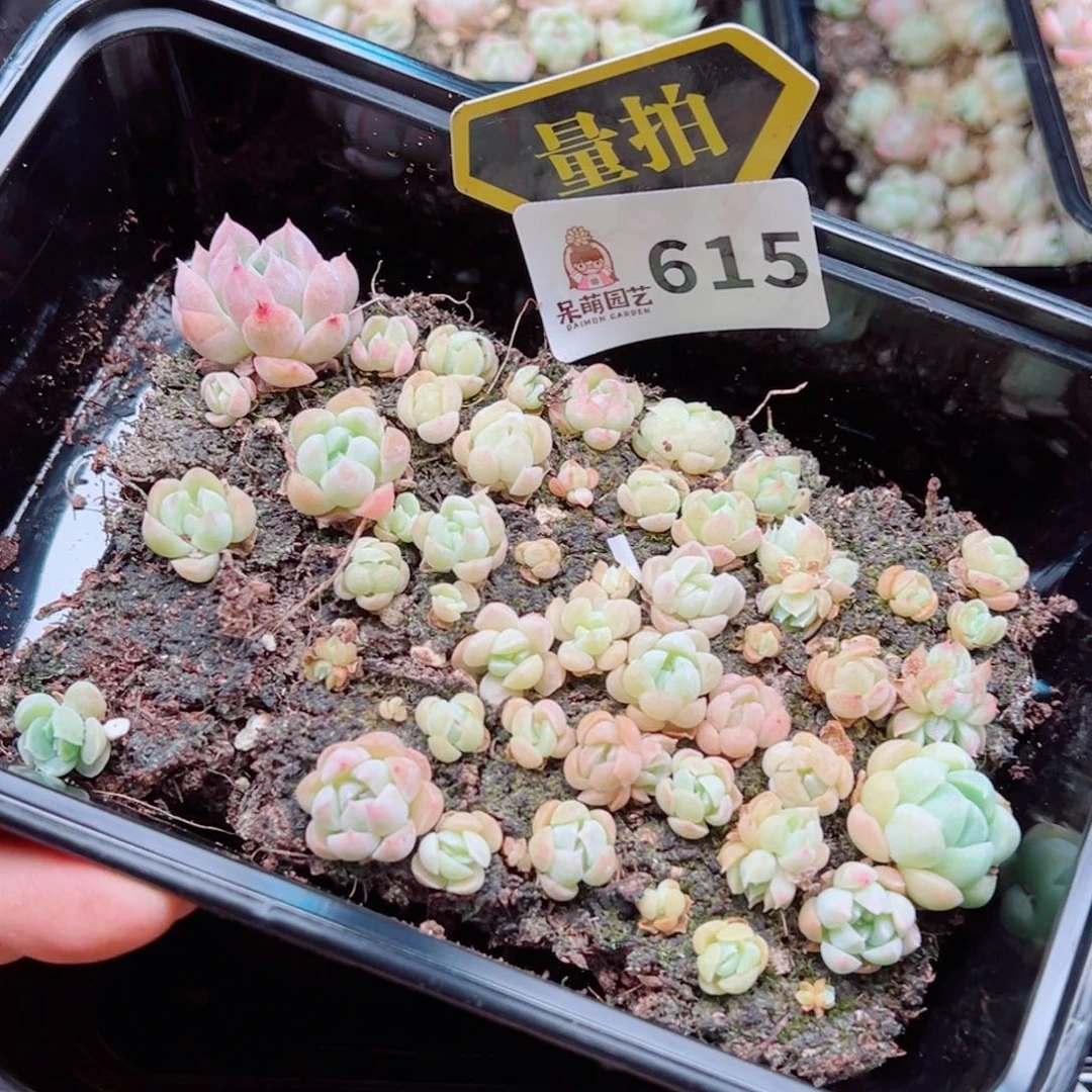 当前无花朵，栽培后可花朵