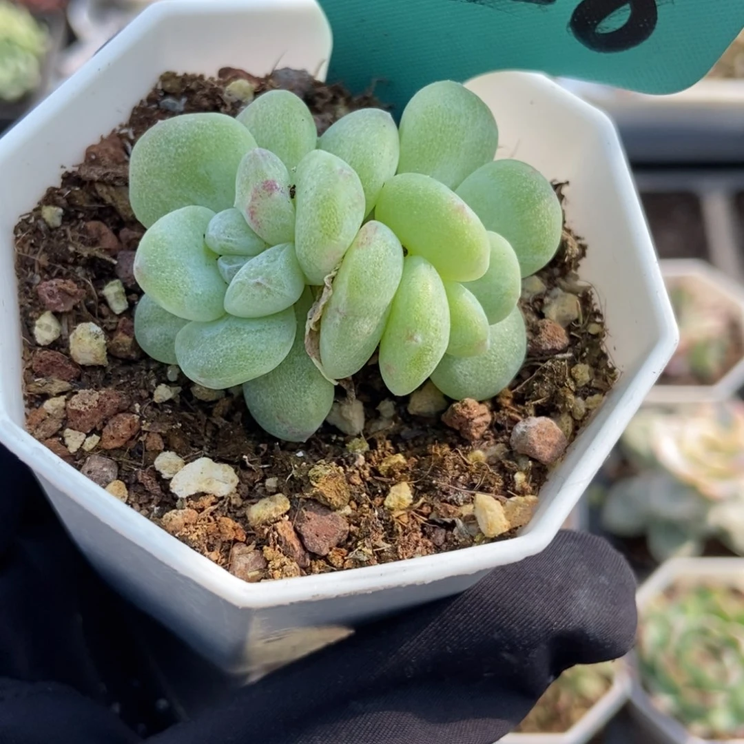 7028冰玉石化多肉植物