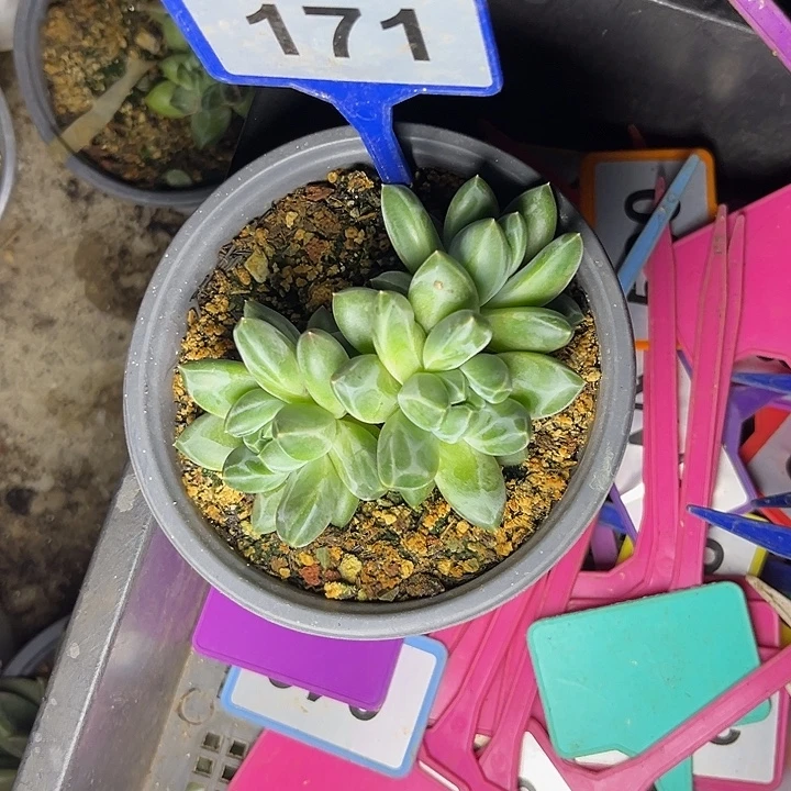 多肉植物青花瓷171