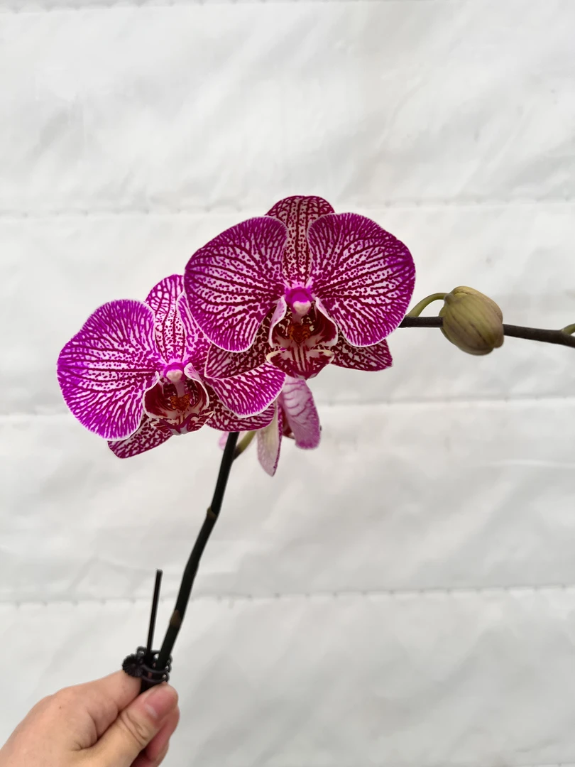 云鹏蝴蝶兰（金蝉）带花带花苞