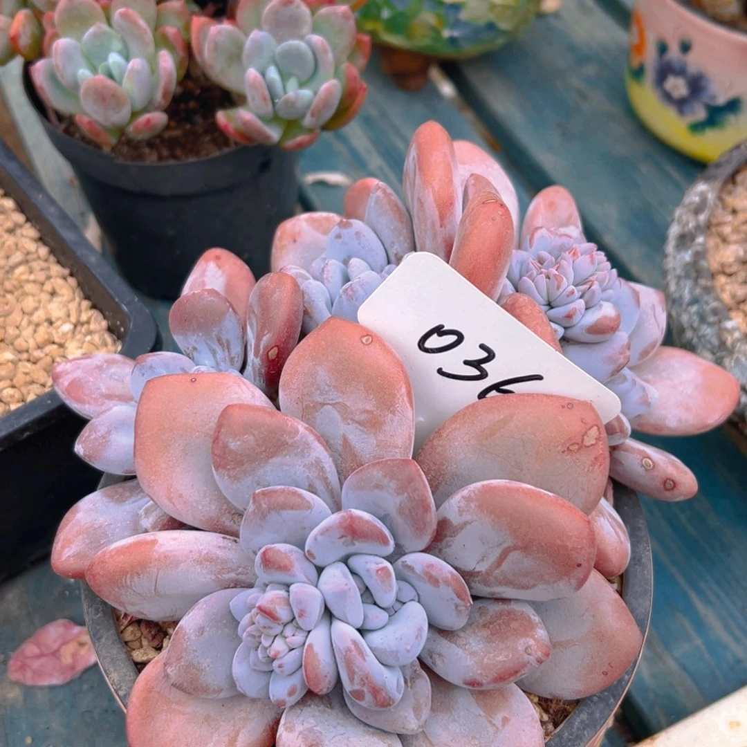 粉兔036号一物一拍