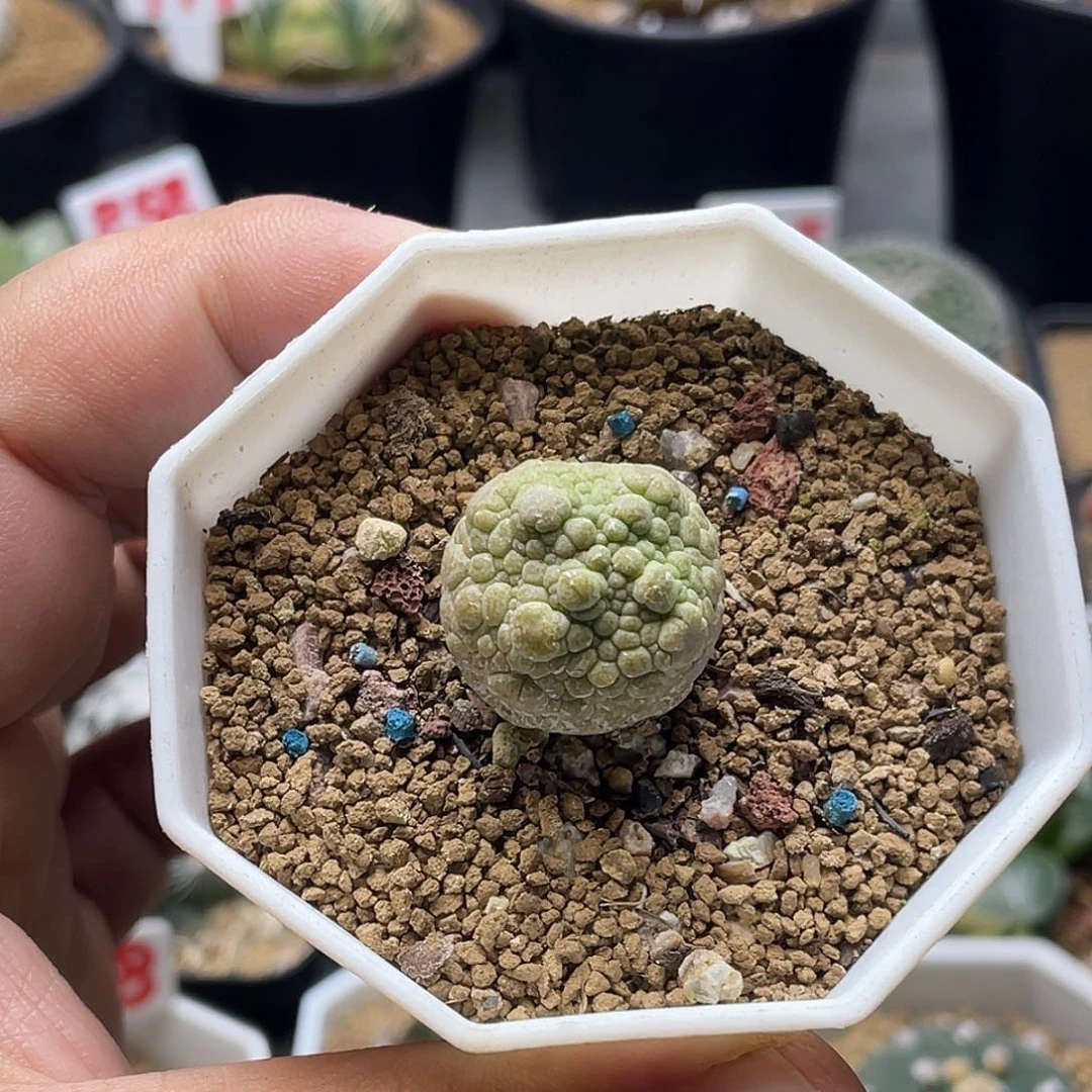 实生十字方角尤凝蹄玉 带盆土包邮