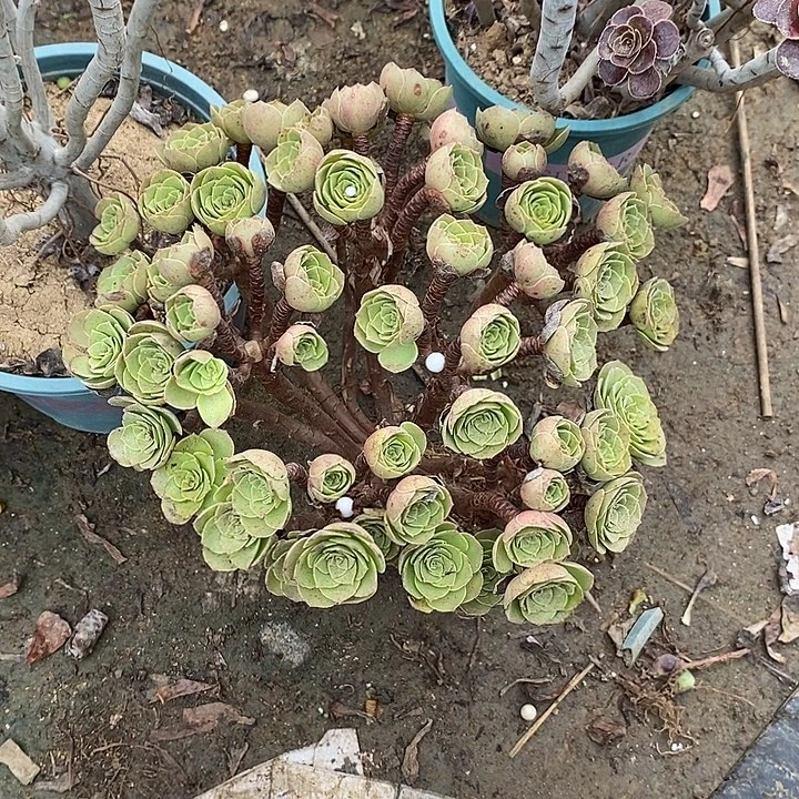 万圣节80多肉植物法师法师法师