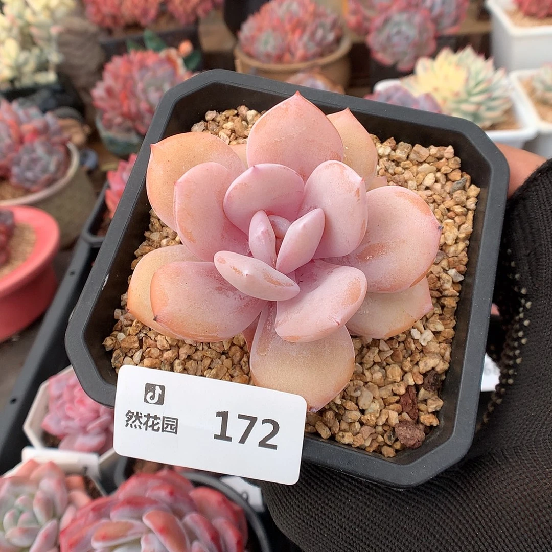 172奶茶多肉植物6666