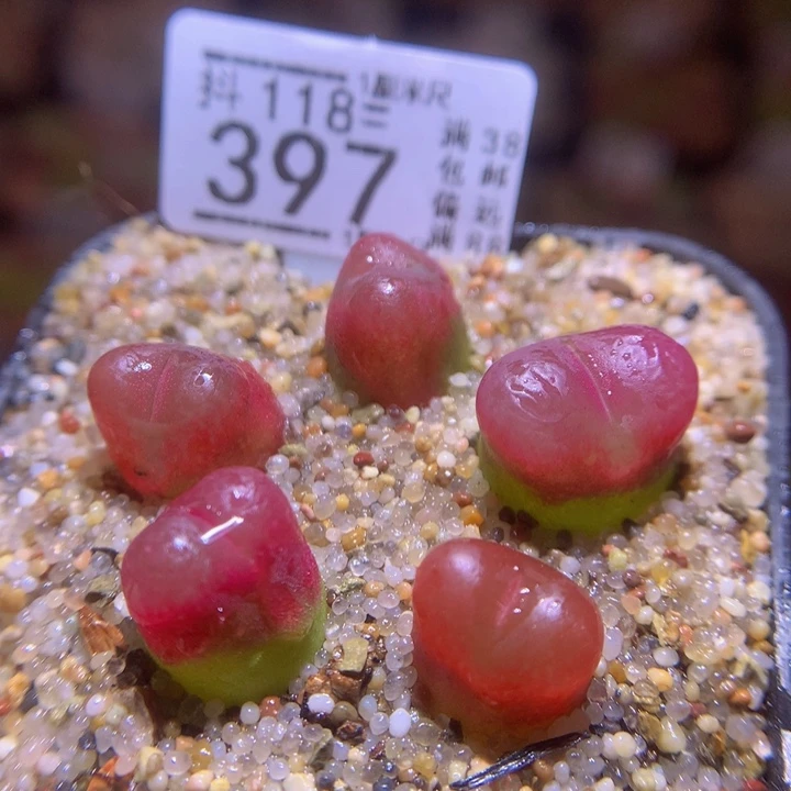 精品生石花118.397