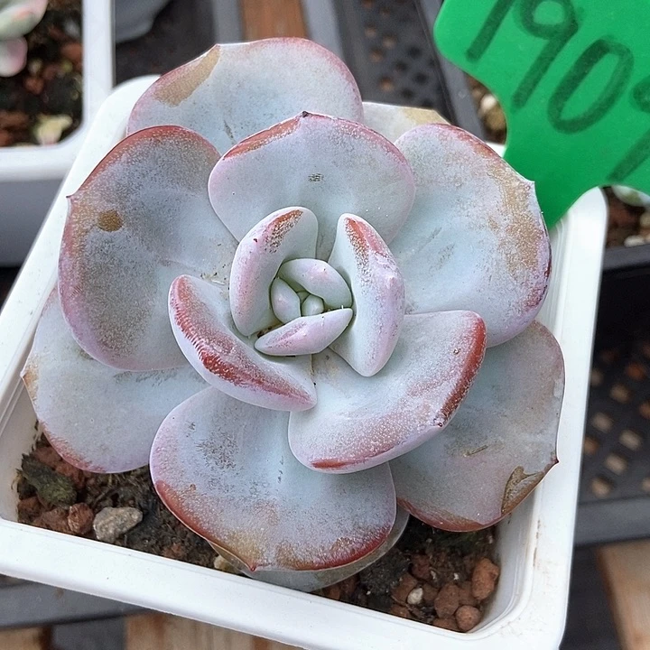 多肉植物韩版奶茶1909